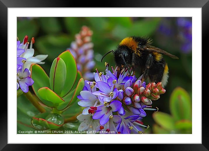 The Importance of Beeing a Bee Framed Mounted Print by MARTIN CRUSH