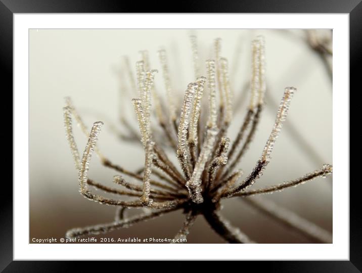 ice plant  Framed Mounted Print by paul ratcliffe