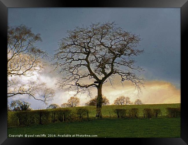 apostle tree Framed Print by paul ratcliffe