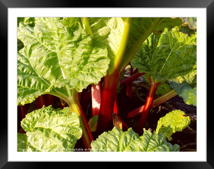 rhubarb Framed Mounted Print by paul ratcliffe