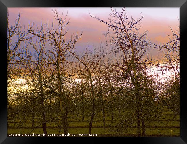 young apple trees at sunset Framed Print by paul ratcliffe