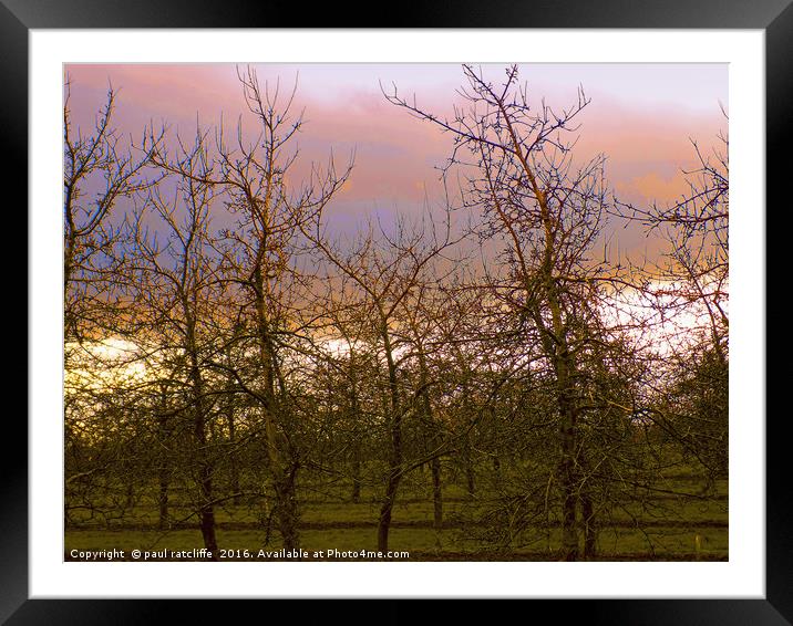young apple trees at sunset Framed Mounted Print by paul ratcliffe