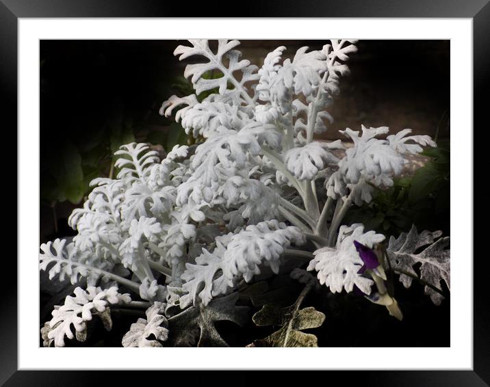 dusty miller Framed Mounted Print by paul ratcliffe