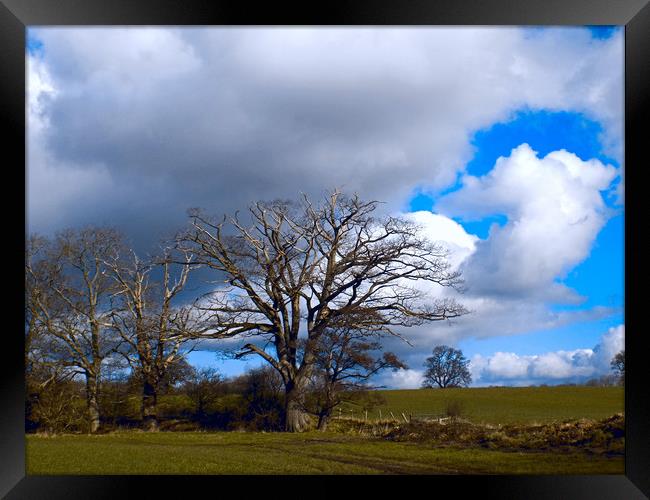 sun bathed trees,herefordshire Framed Print by paul ratcliffe