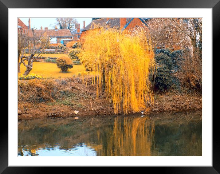 weeping willow Framed Mounted Print by paul ratcliffe