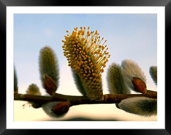 catkins Framed Mounted Print by paul ratcliffe