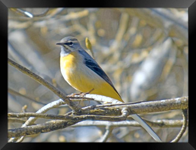 yellow wagtail Framed Print by paul ratcliffe