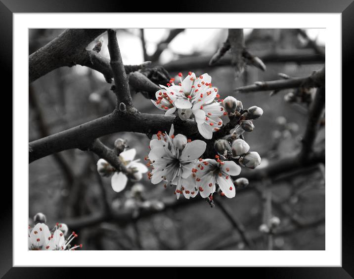 black and white with a touch of spring Framed Mounted Print by paul ratcliffe