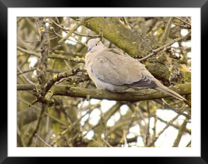 resting wood pigeon Framed Mounted Print by paul ratcliffe