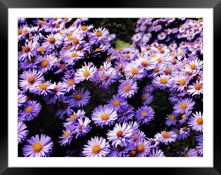 purple daisys Framed Mounted Print by paul ratcliffe
