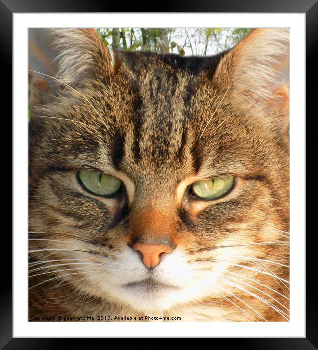 tabby Framed Mounted Print by paul ratcliffe