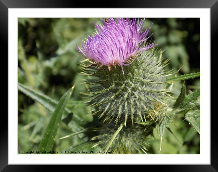 thistle Framed Mounted Print by paul ratcliffe