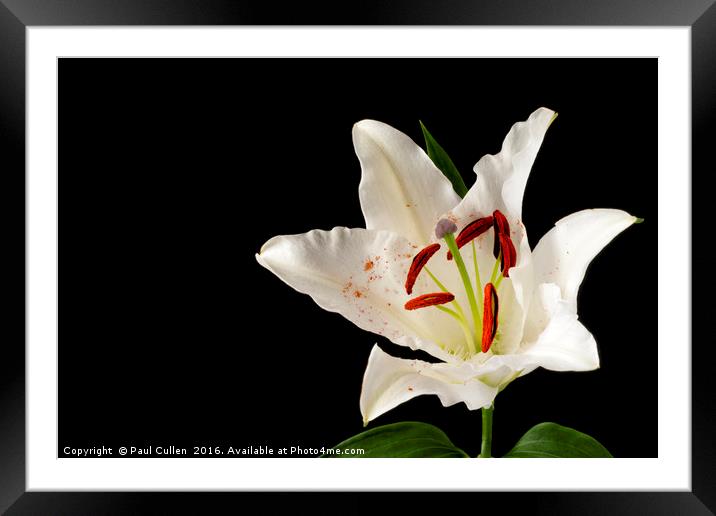 White Lily on Black. Framed Mounted Print by Paul Cullen