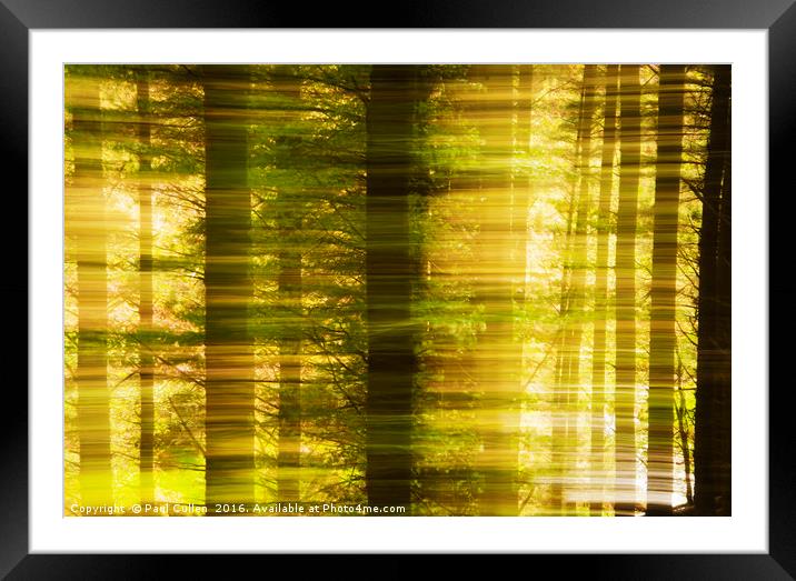 Conifer woods Framed Mounted Print by Paul Cullen
