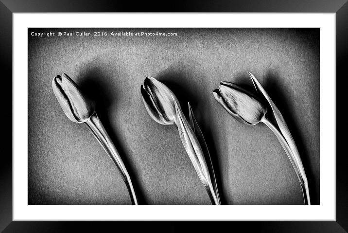 Three Tulips - monochrome Framed Mounted Print by Paul Cullen