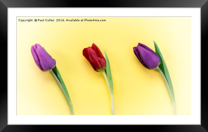 Three Tulips on a yellow background Framed Mounted Print by Paul Cullen