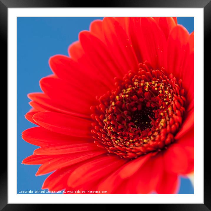 Red Gerbera on Blue - Square. Framed Mounted Print by Paul Cullen