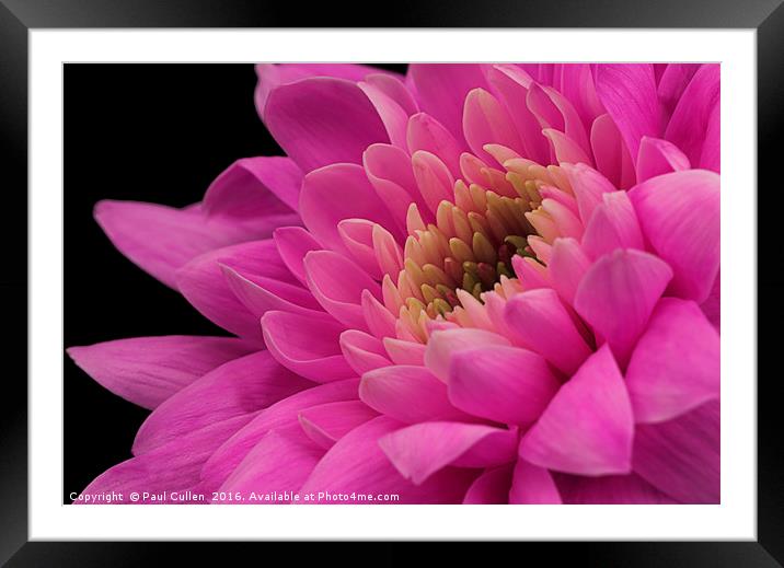 Chrysanthemum in pink. Framed Mounted Print by Paul Cullen