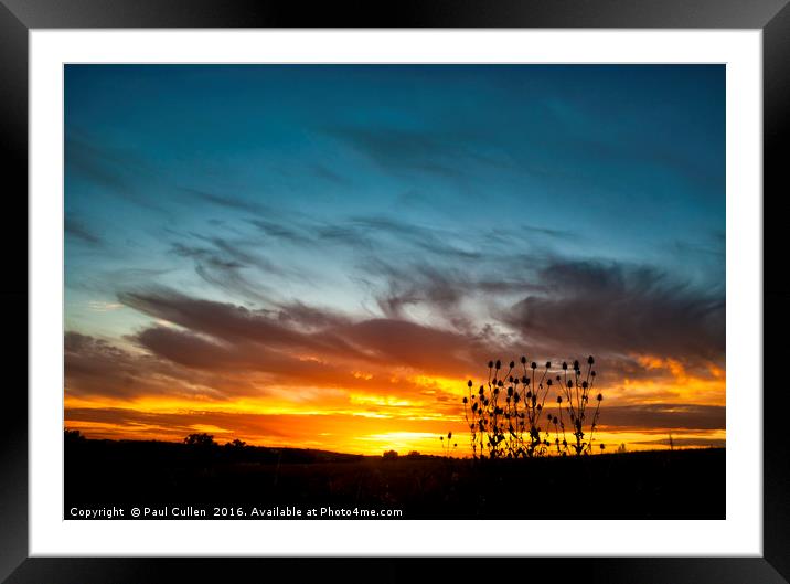 Teasel Silhouette at Sunset. Framed Mounted Print by Paul Cullen