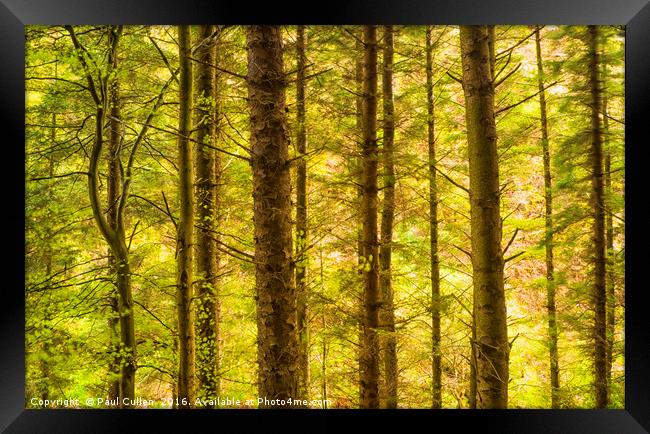 Conifer woods Framed Print by Paul Cullen