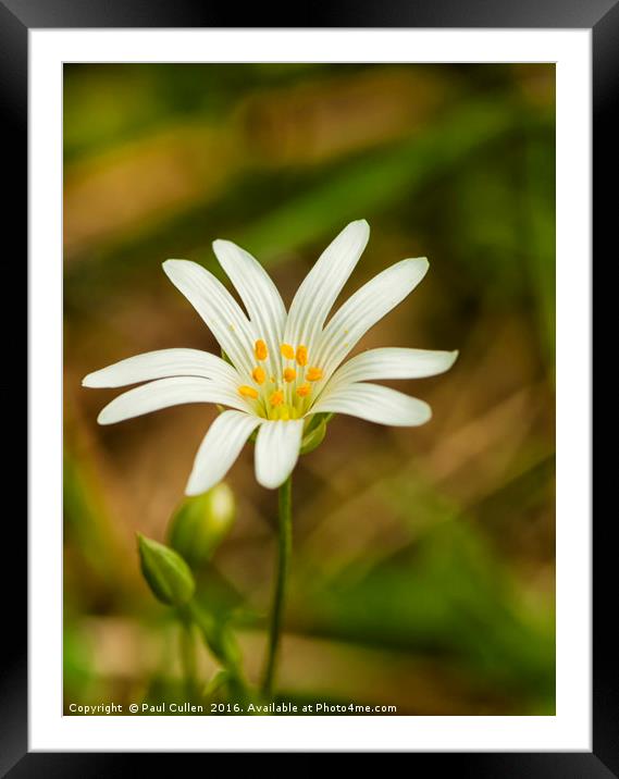 Greater Stitchwort Framed Mounted Print by Paul Cullen