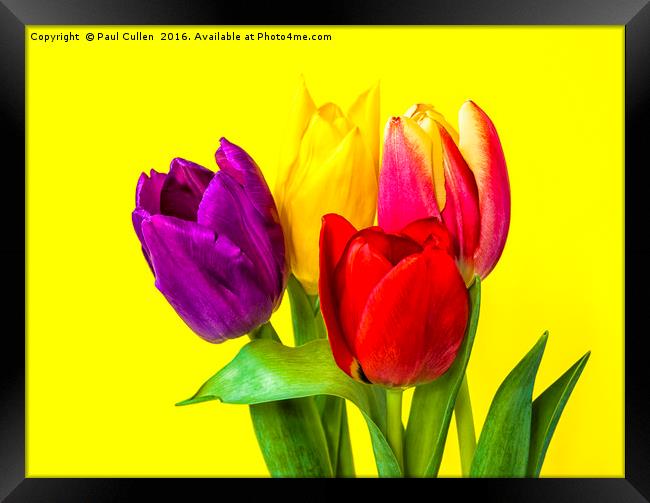Four Tulips Framed Print by Paul Cullen