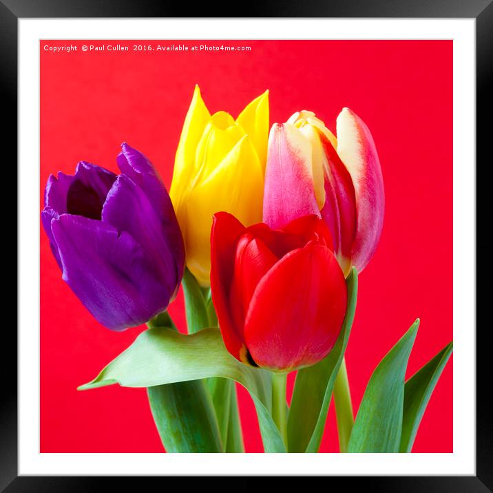 Four coloured Tulips on a red background. Framed Mounted Print by Paul Cullen