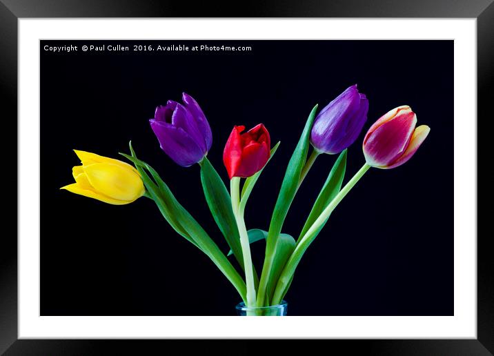Five colourful Tulips Framed Mounted Print by Paul Cullen