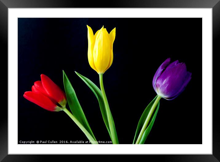 Three colourful Tulips on Black Framed Mounted Print by Paul Cullen