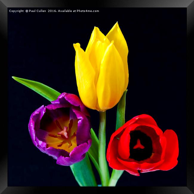 Three colourful Tulips on Black Framed Print by Paul Cullen