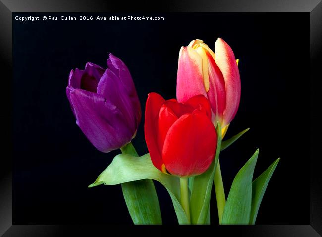 Three colourful Tulips on Black Framed Print by Paul Cullen