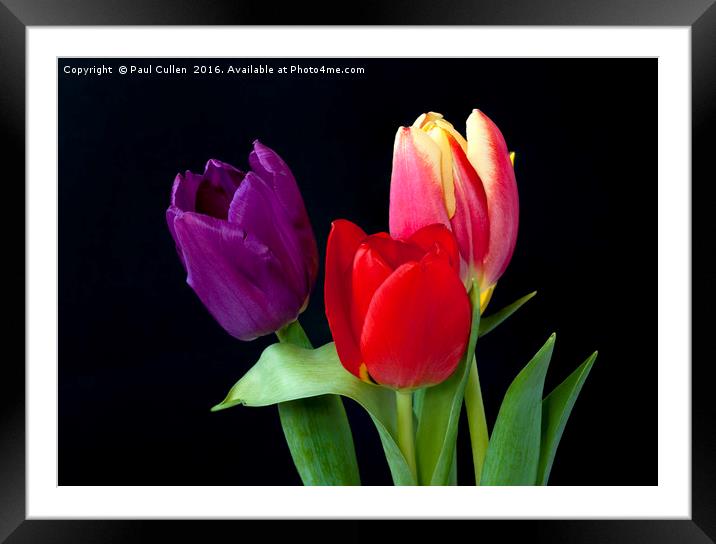 Three colourful Tulips on Black Framed Mounted Print by Paul Cullen