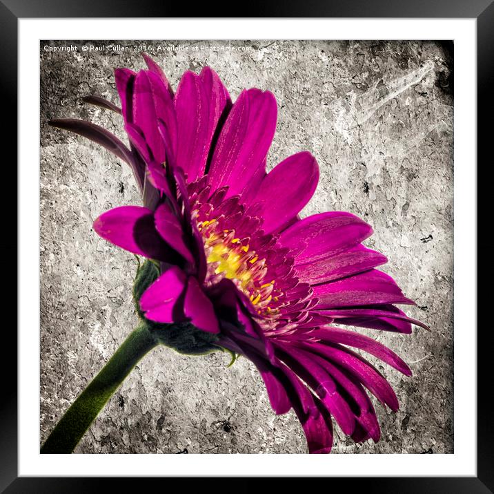 Gerbera on grey stone background. Framed Mounted Print by Paul Cullen