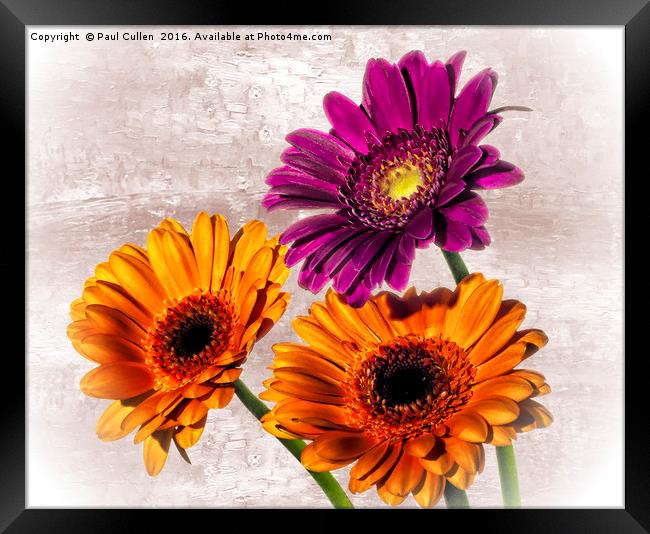 Three Gerberas on an oil painted background Framed Print by Paul Cullen