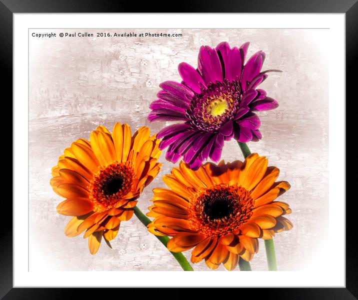 Three Gerberas on an oil painted background Framed Mounted Print by Paul Cullen