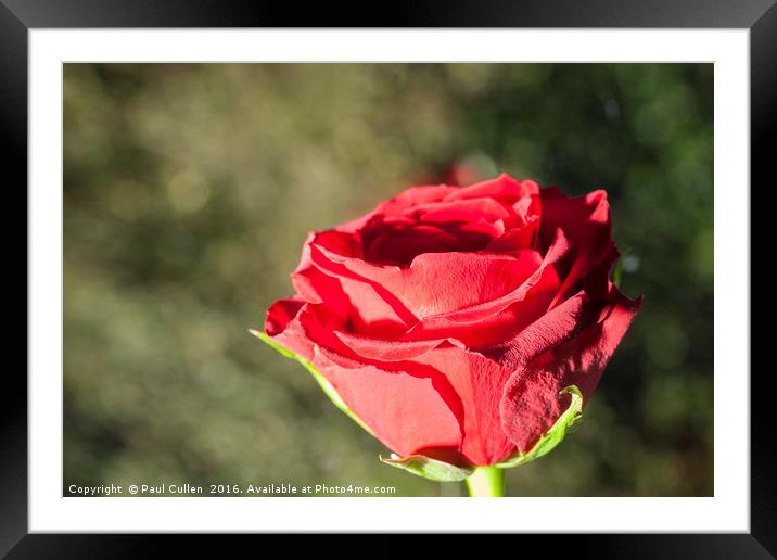 Red rose with contrasting green background. Framed Mounted Print by Paul Cullen