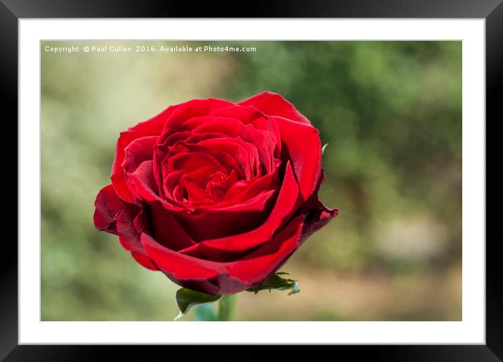 Red Rose on a green diffuse background Framed Mounted Print by Paul Cullen