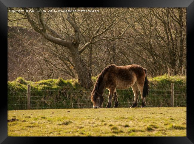 Exmoor Pony Framed Print by Paul Cullen