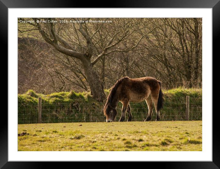Exmoor Pony Framed Mounted Print by Paul Cullen