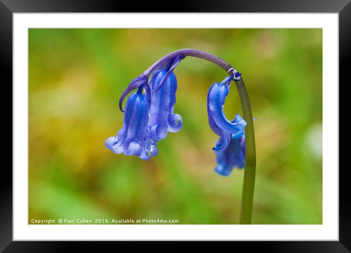 Bluebell. Framed Mounted Print by Paul Cullen