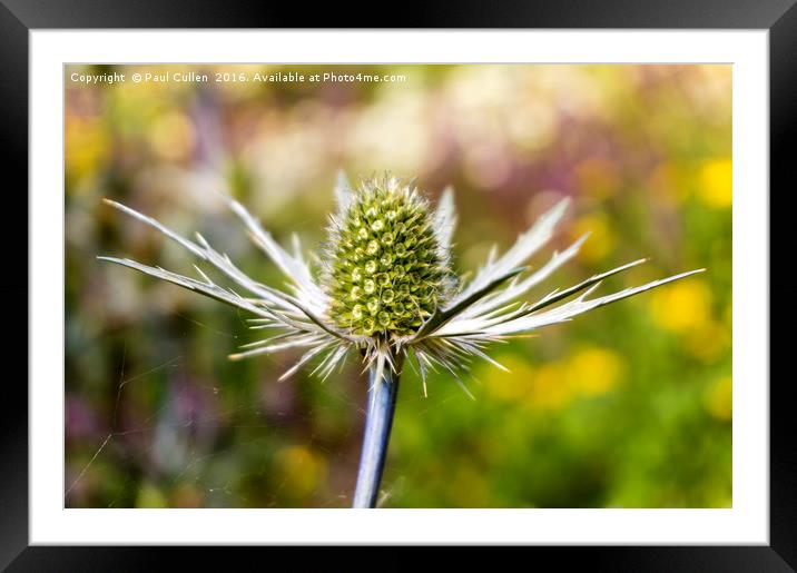 Eryngium - Sea Holly Framed Mounted Print by Paul Cullen