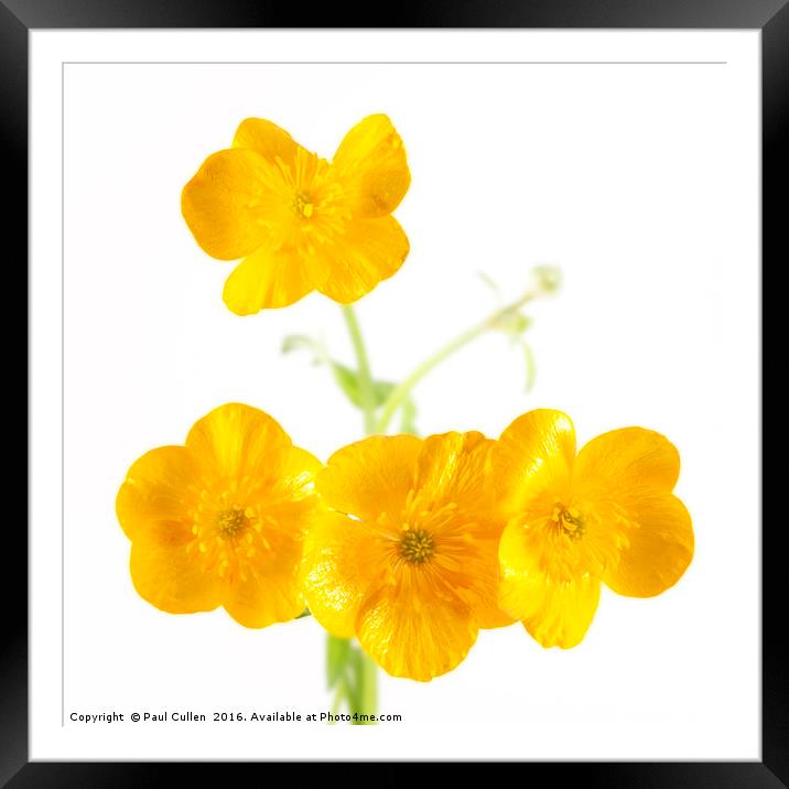 Buttercup Framed Mounted Print by Paul Cullen