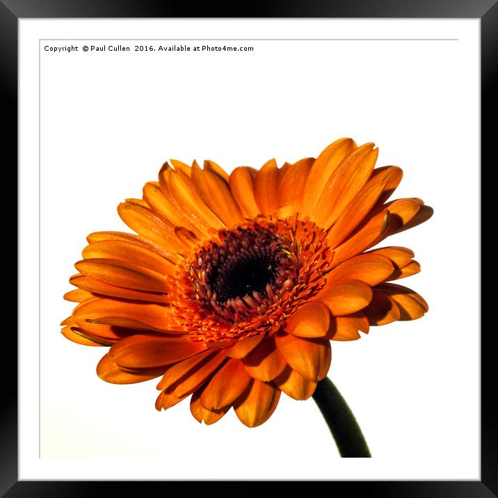 Orange-yellow Gerbera on White. Framed Mounted Print by Paul Cullen