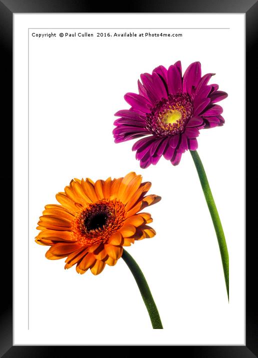 Orange and Pink Gerberas on White Framed Mounted Print by Paul Cullen