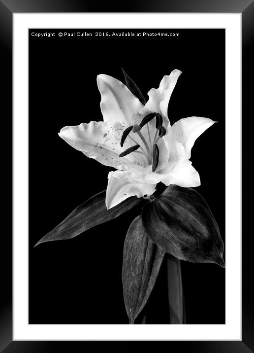 White Lily on Black - monochrome Framed Mounted Print by Paul Cullen