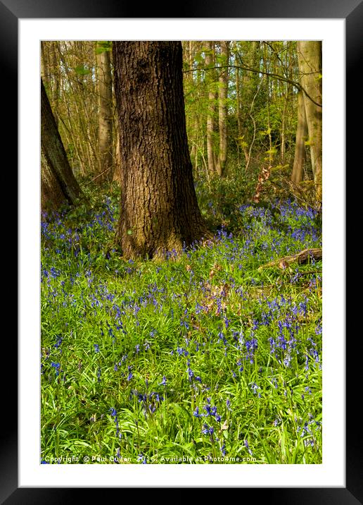 Bluebells in spring Framed Mounted Print by Paul Cullen