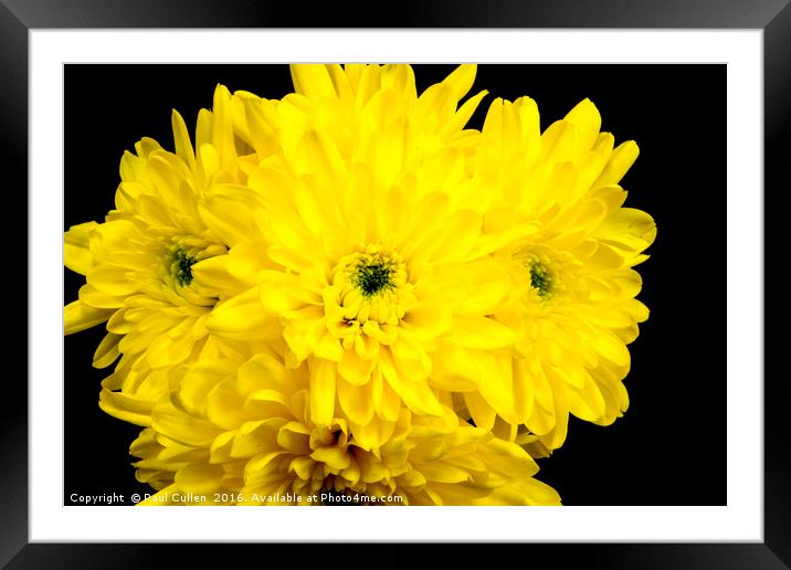 Yellow Chrysnthemums on a black background. Framed Mounted Print by Paul Cullen