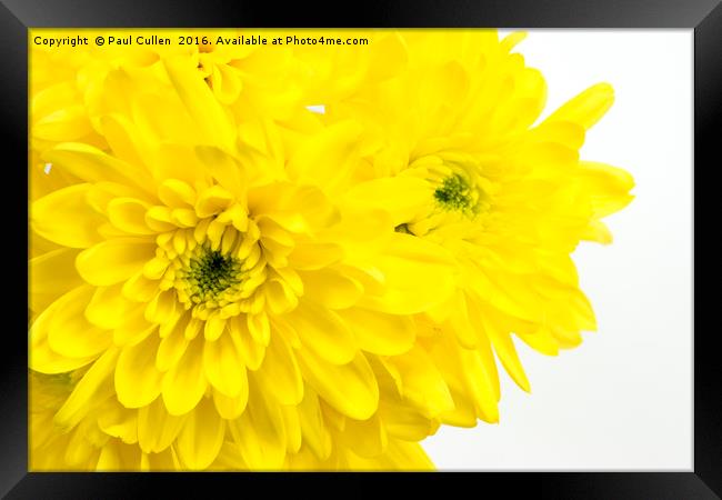 Yellow Chrysanthemum on a white background. Framed Print by Paul Cullen