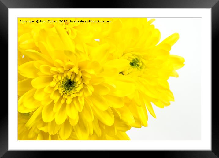 Yellow Chrysanthemum on a white background. Framed Mounted Print by Paul Cullen