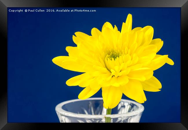 Yellow Chrysanthemum Framed Print by Paul Cullen